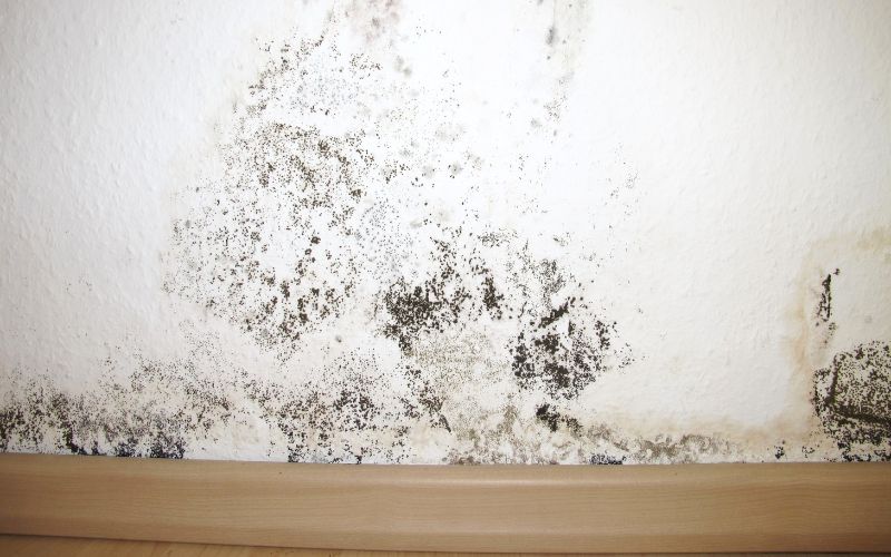 mould growth on walls
